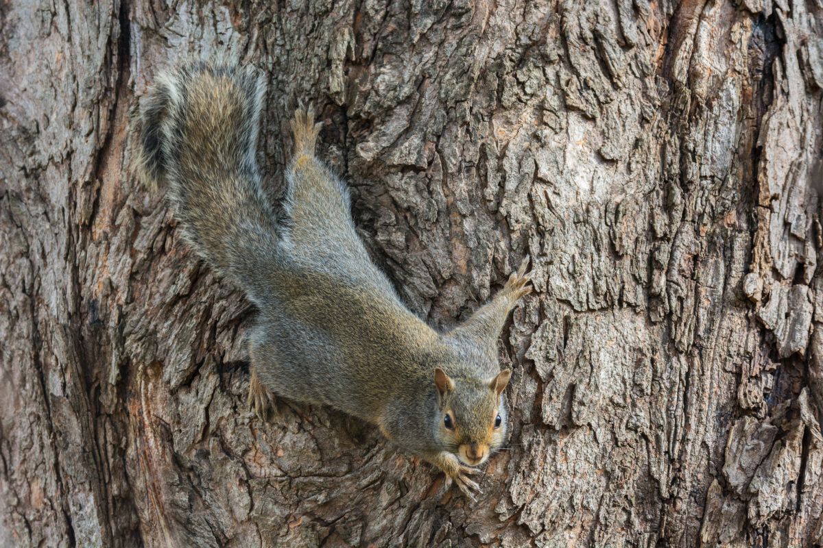 Grey squirrel on side of tree