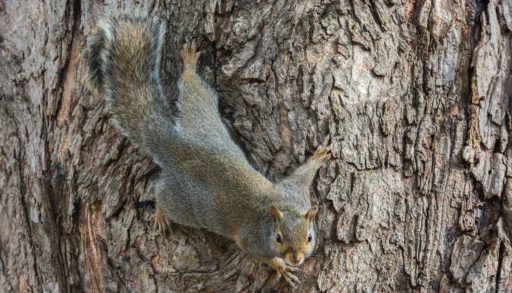 Grey squirrel on side of tree