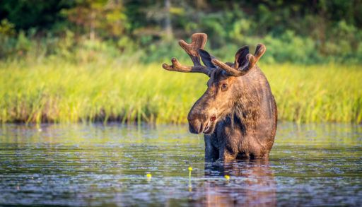 Male moose in Algonquin Park