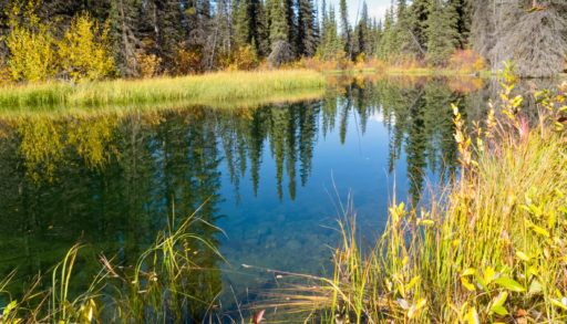 Wetland in Yukon, Canada