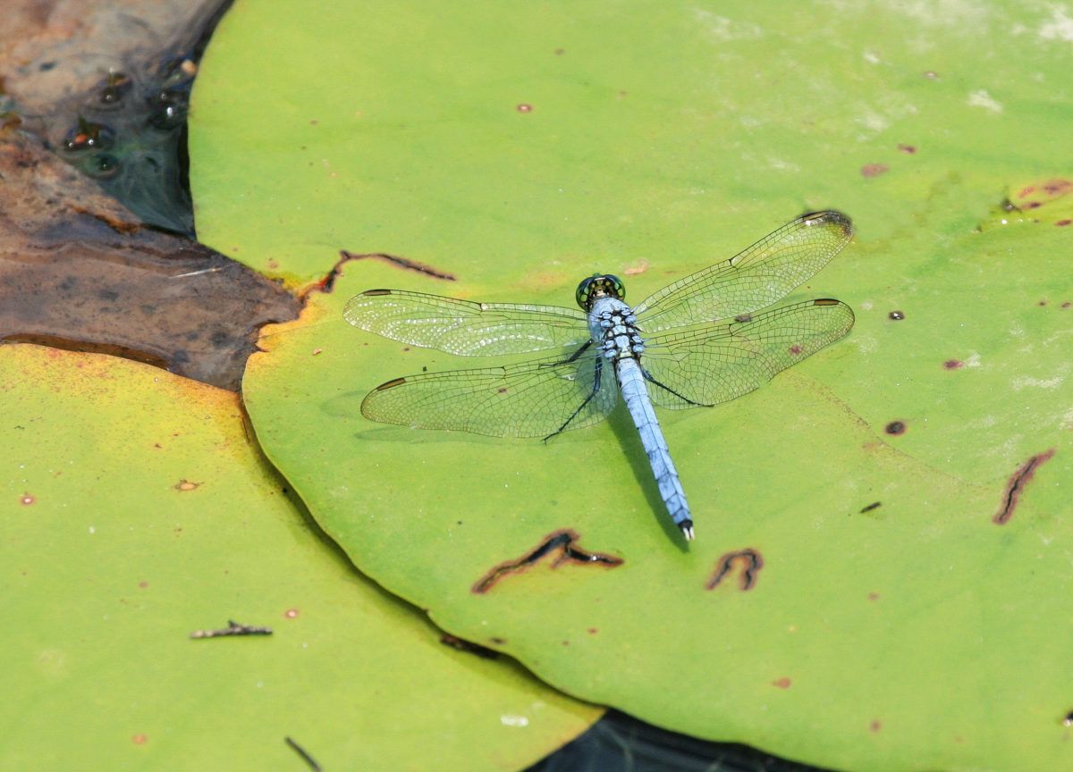 Eastern pondhawk dragonfly