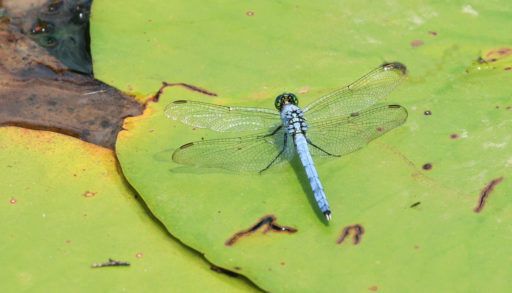 Eastern pondhawk dragonfly