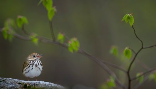 ovenbird-perched-on-branch