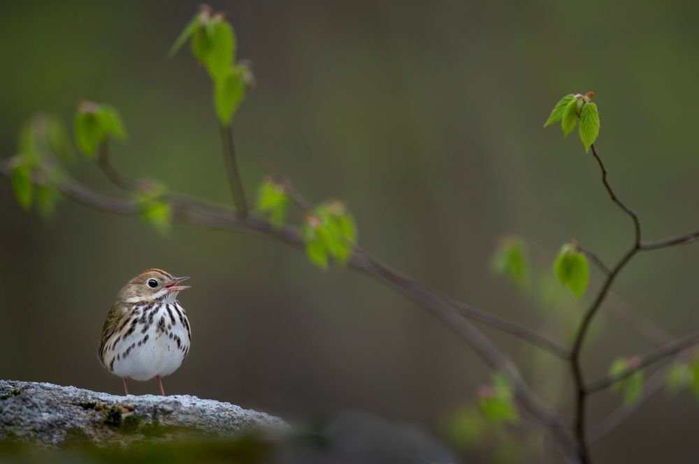 ovenbird-perched-on-branch