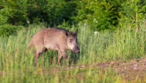 The wild boar (Sus scrofa - wild swine - Eurasian wild pig - wild pig)