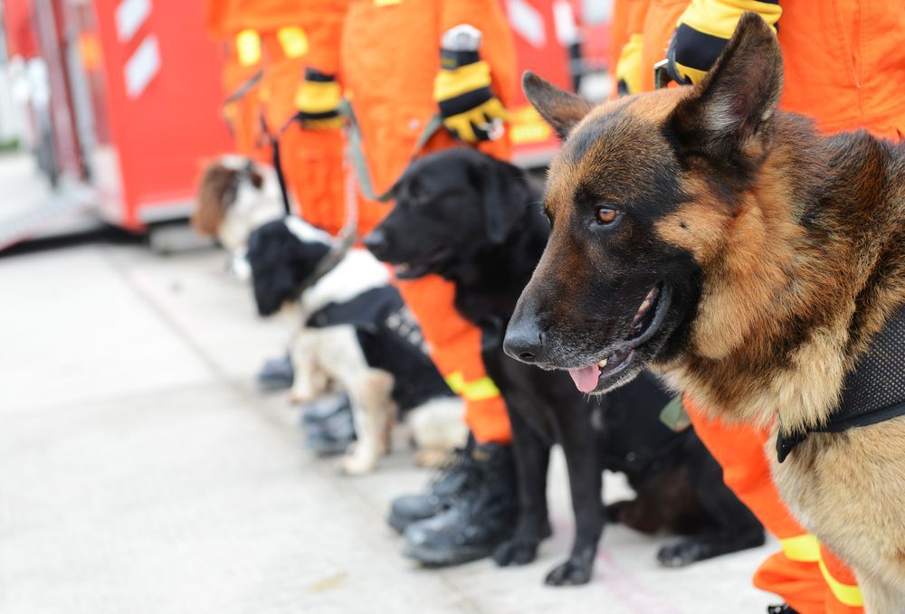dogs-getting-ready-to-rescue