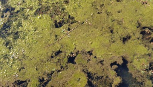 algal-bloom-in-lake
