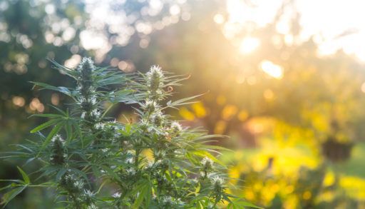 medical marijuana plant growing outside