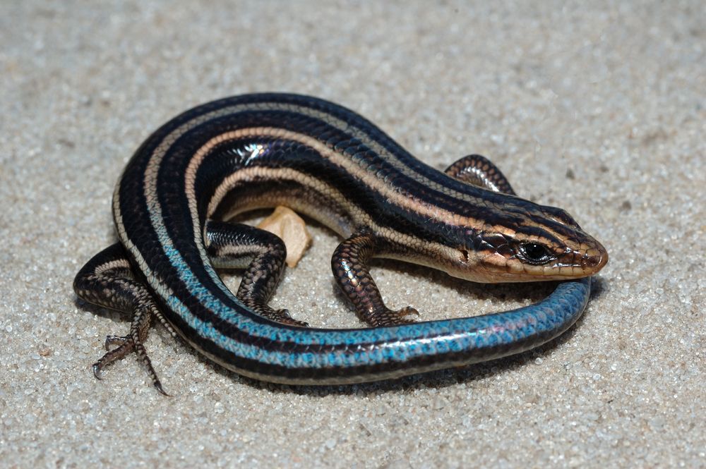 A five-lined skink