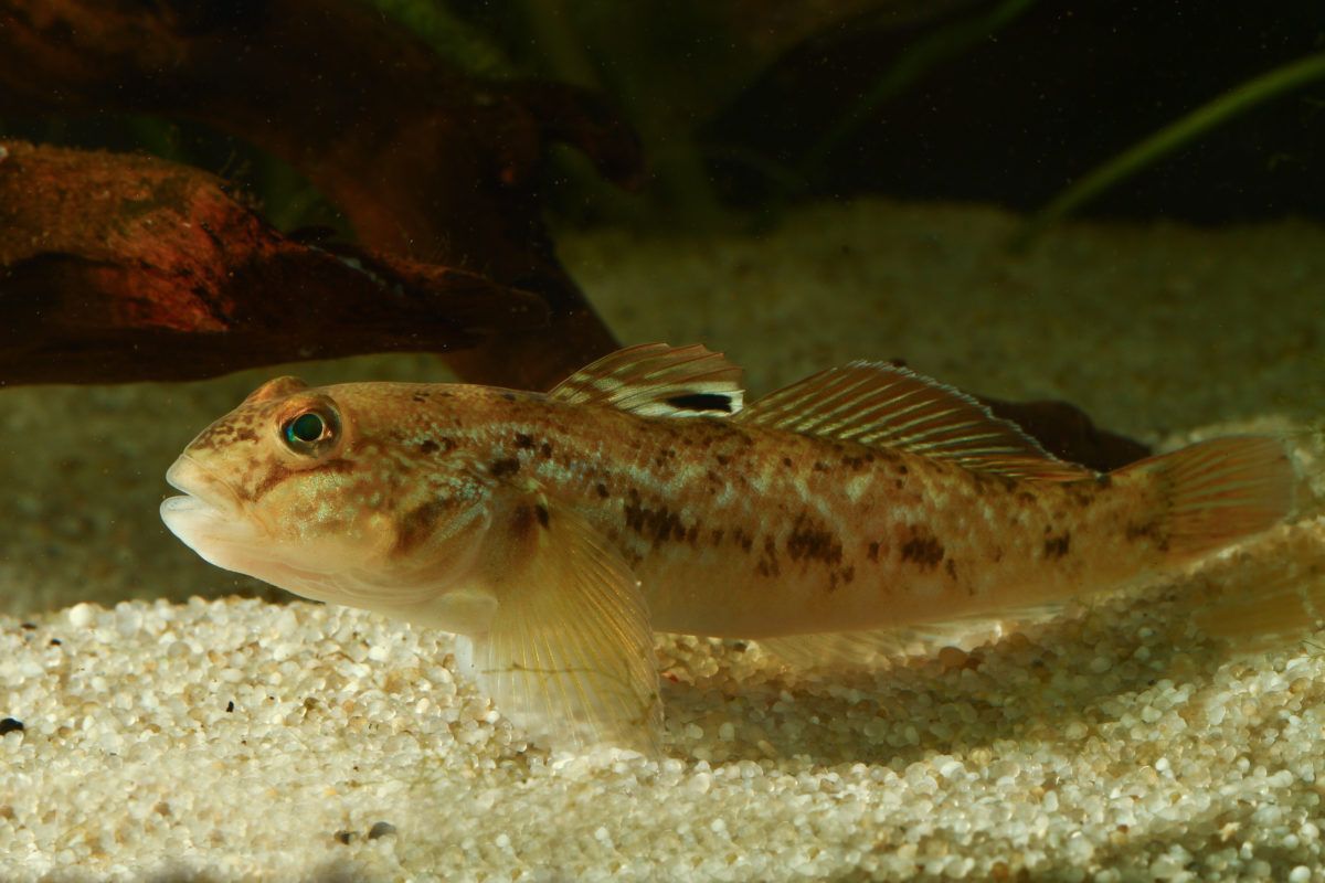 Round Goby
