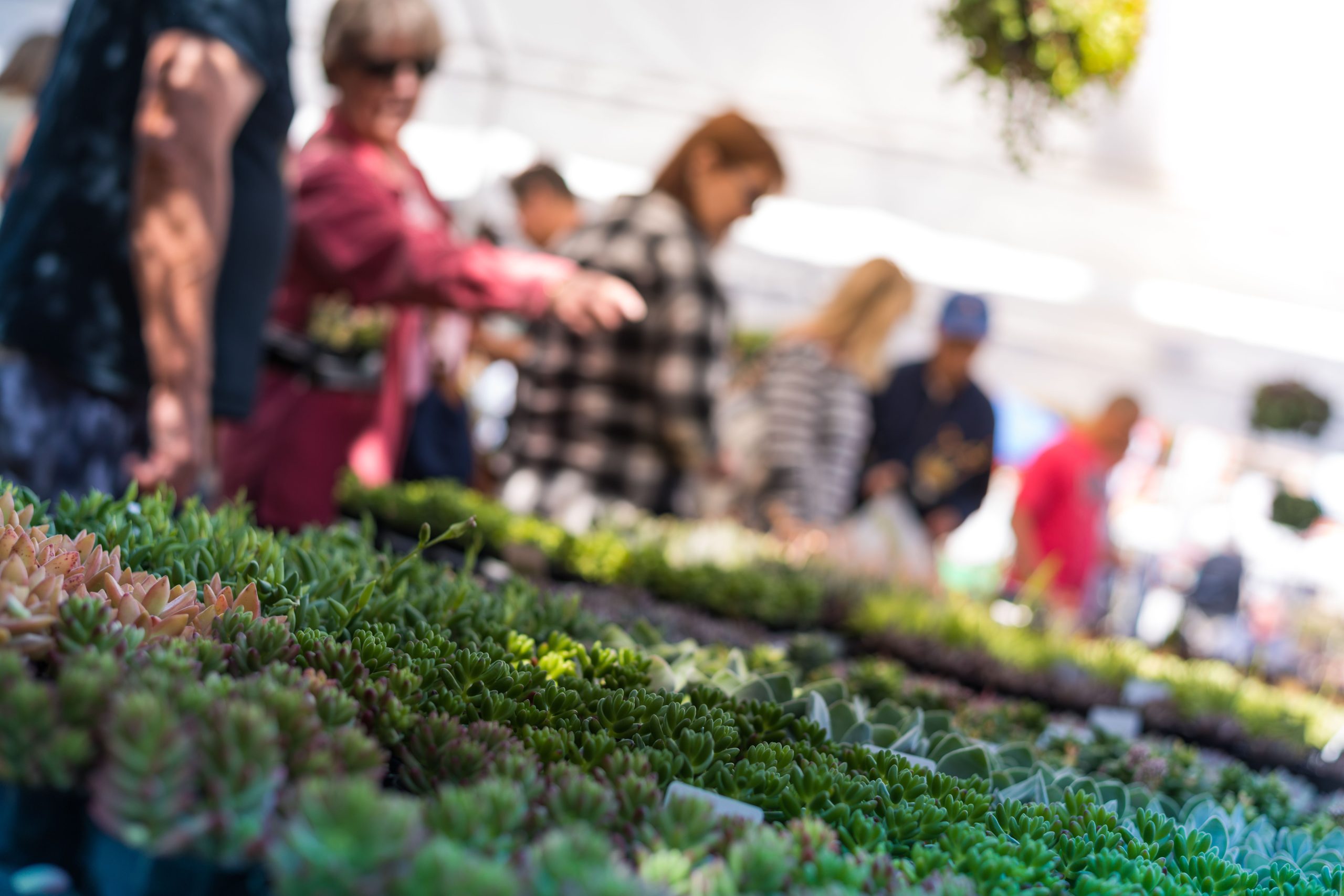 Plants on a table with people in the background looking at them