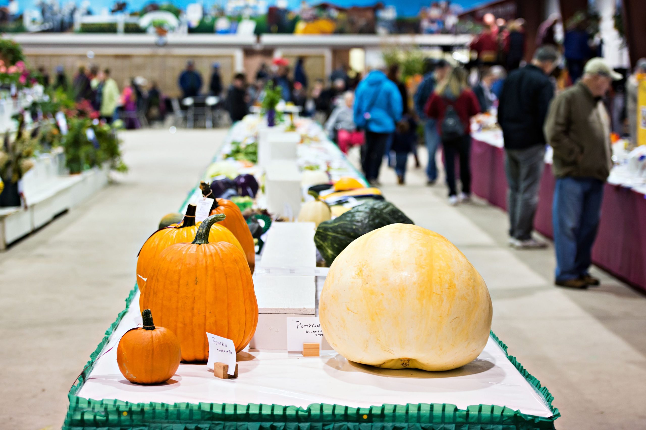 Pumpkins on table to be judged at fall fair