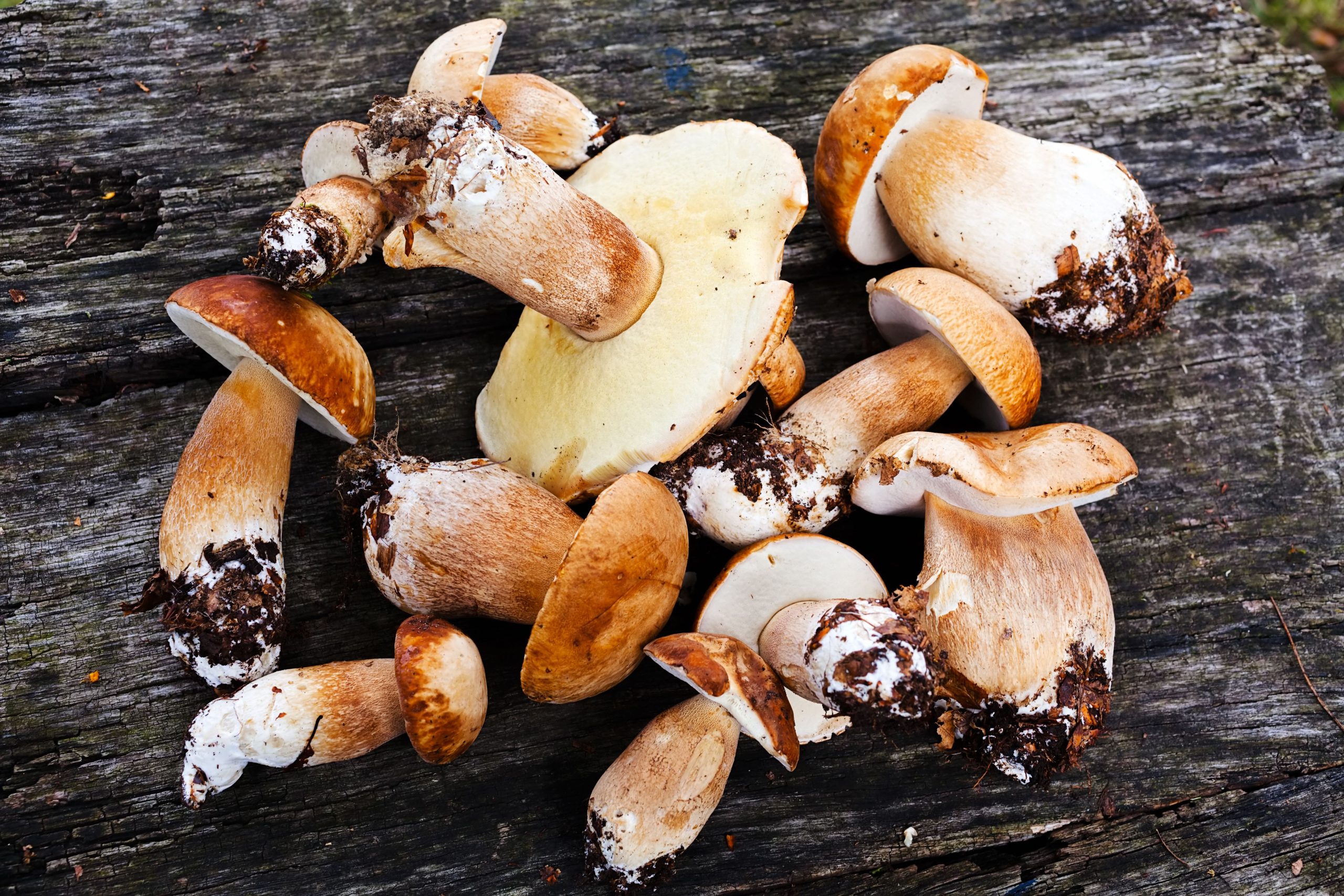 Wild mushrooms on dark wood background