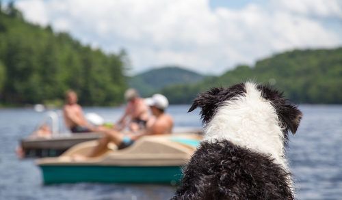 dog-on-dock-with-people-on-boats-in-water