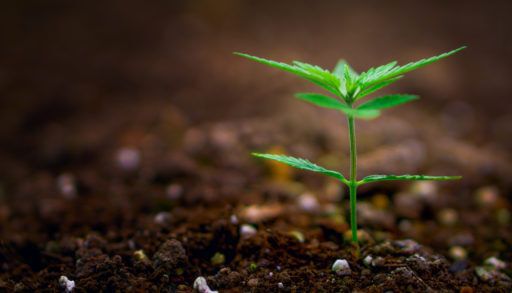 a-marijuana-plant-sprouting-in-soil