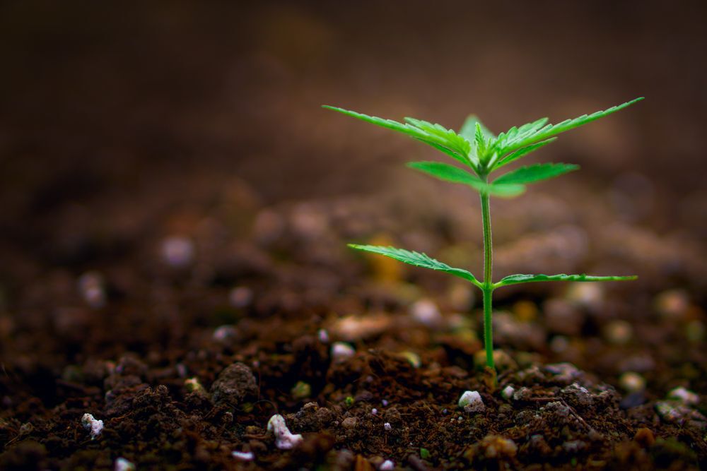 a-marijuana-plant-sprouting-in-soil