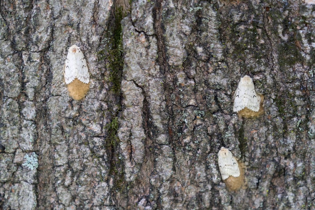 Gypsy Moths