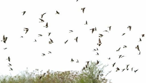 Migrating Swallows