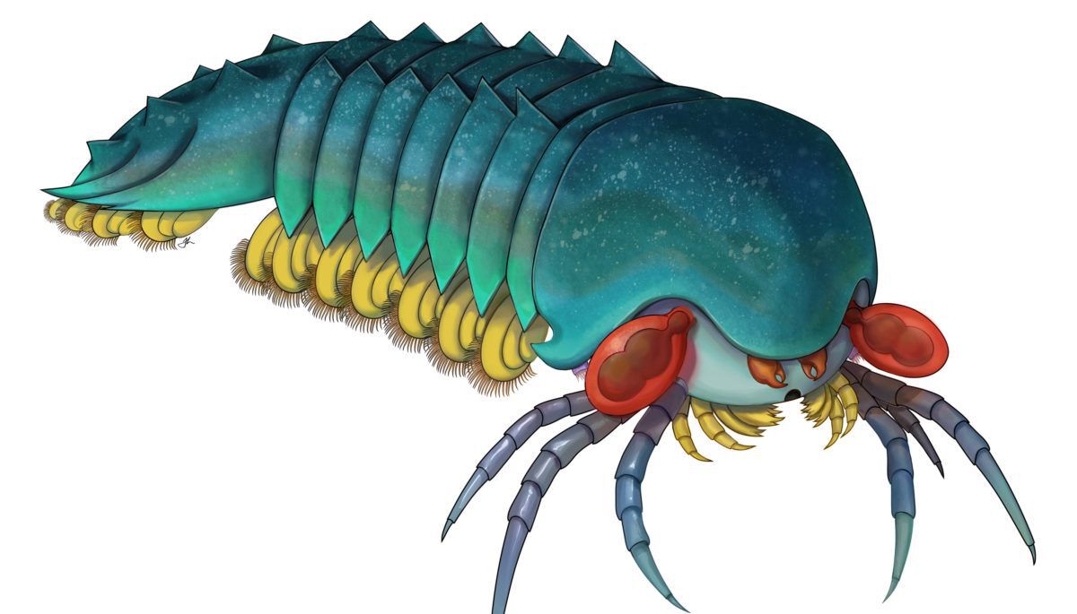 Mollisonia Plenovenatrix