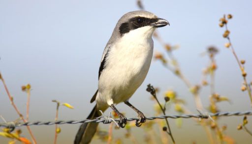 A wild adult Loggerhead Shrike, photo courtesy of Larry Kirtley