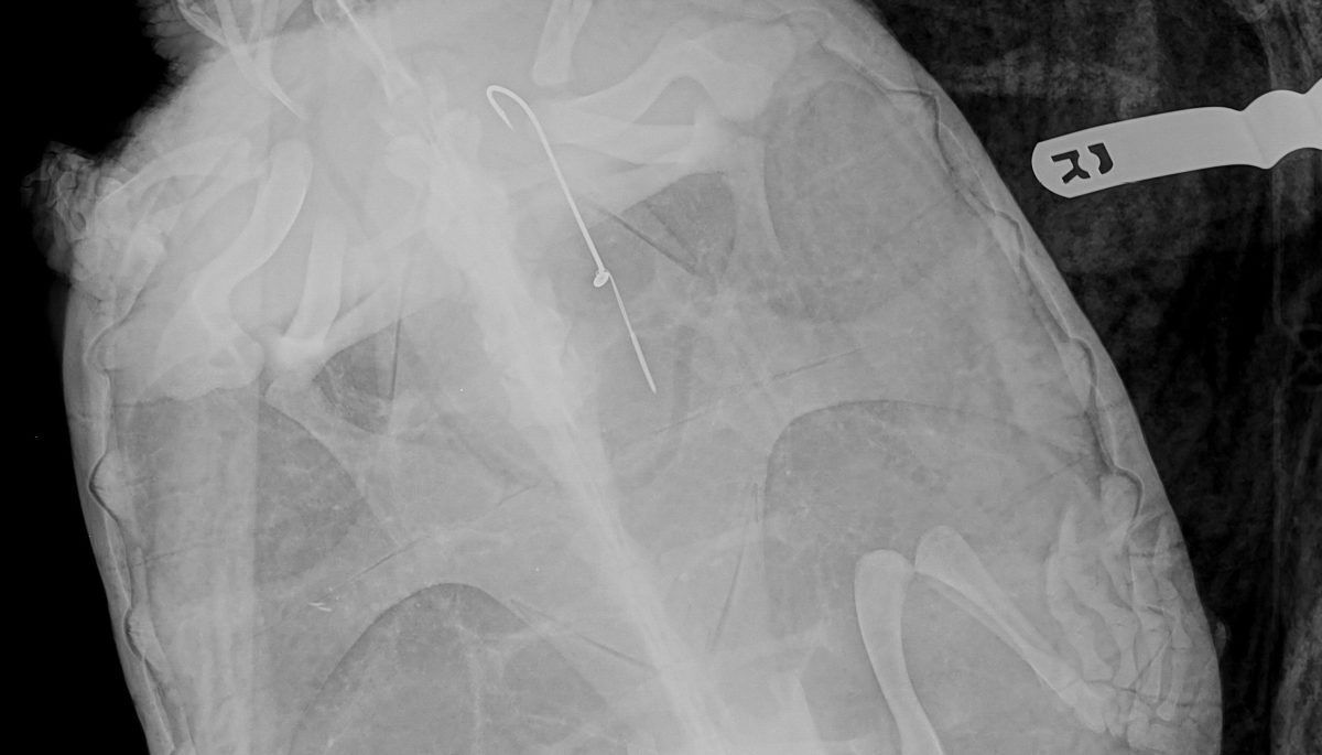 Snapping Turtle with a lure in its body