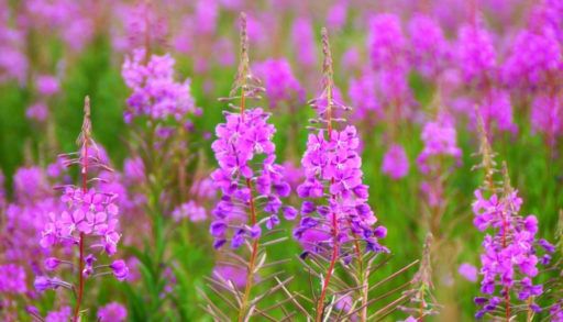 fireweed
