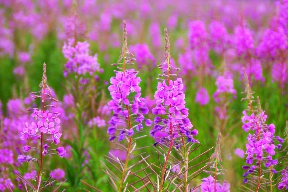 fireweed