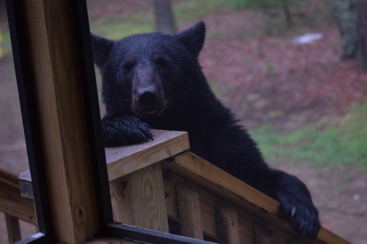 Black Bear on Porch