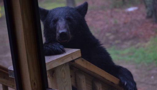 Black Bear on Porch