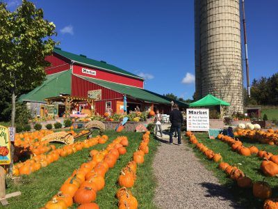 Forsythe Farm pumpkin patch