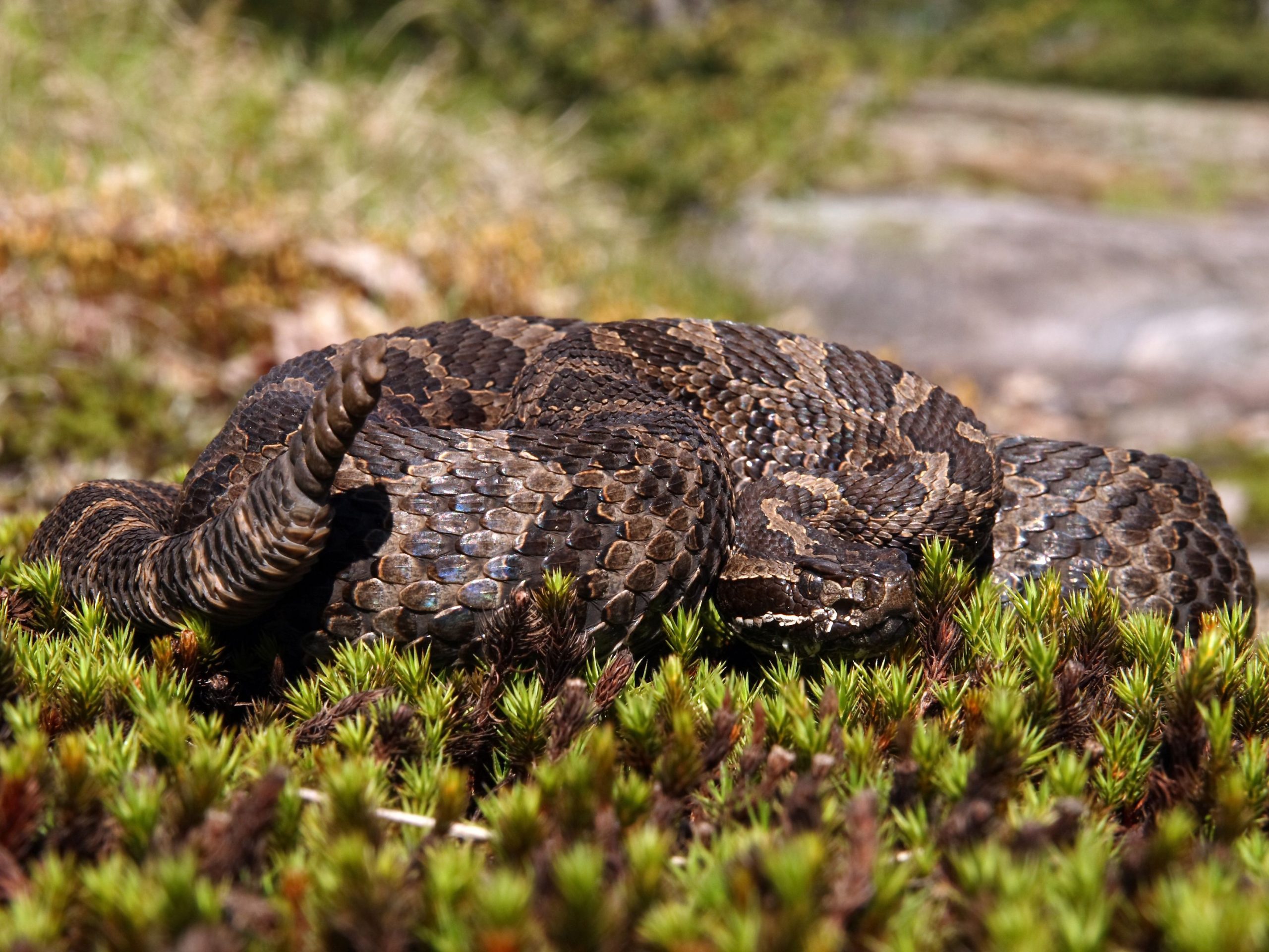 Eastern massasauga rattlesnake on moss.