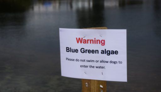 a-warning-sign-lake-blue-green-algae