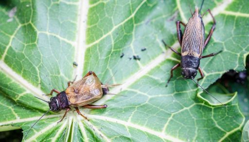 crickets-on-a-leaf