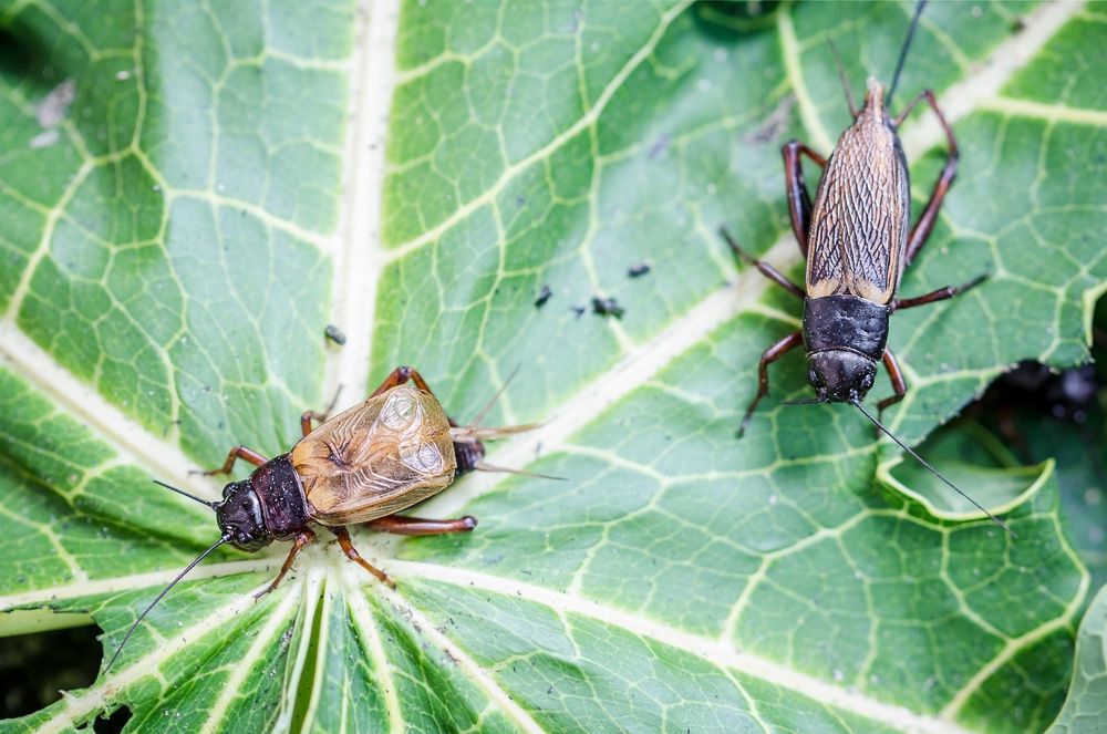 crickets-on-a-leaf