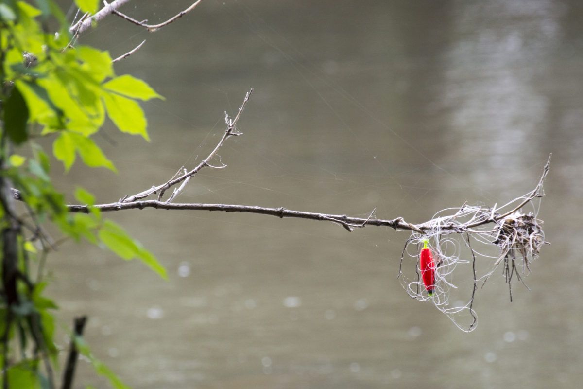 Red fishing lure caught in tree