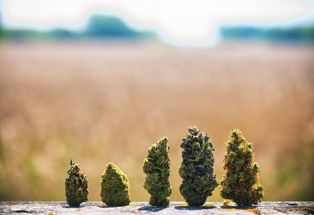 different-buds-of-cannabis
