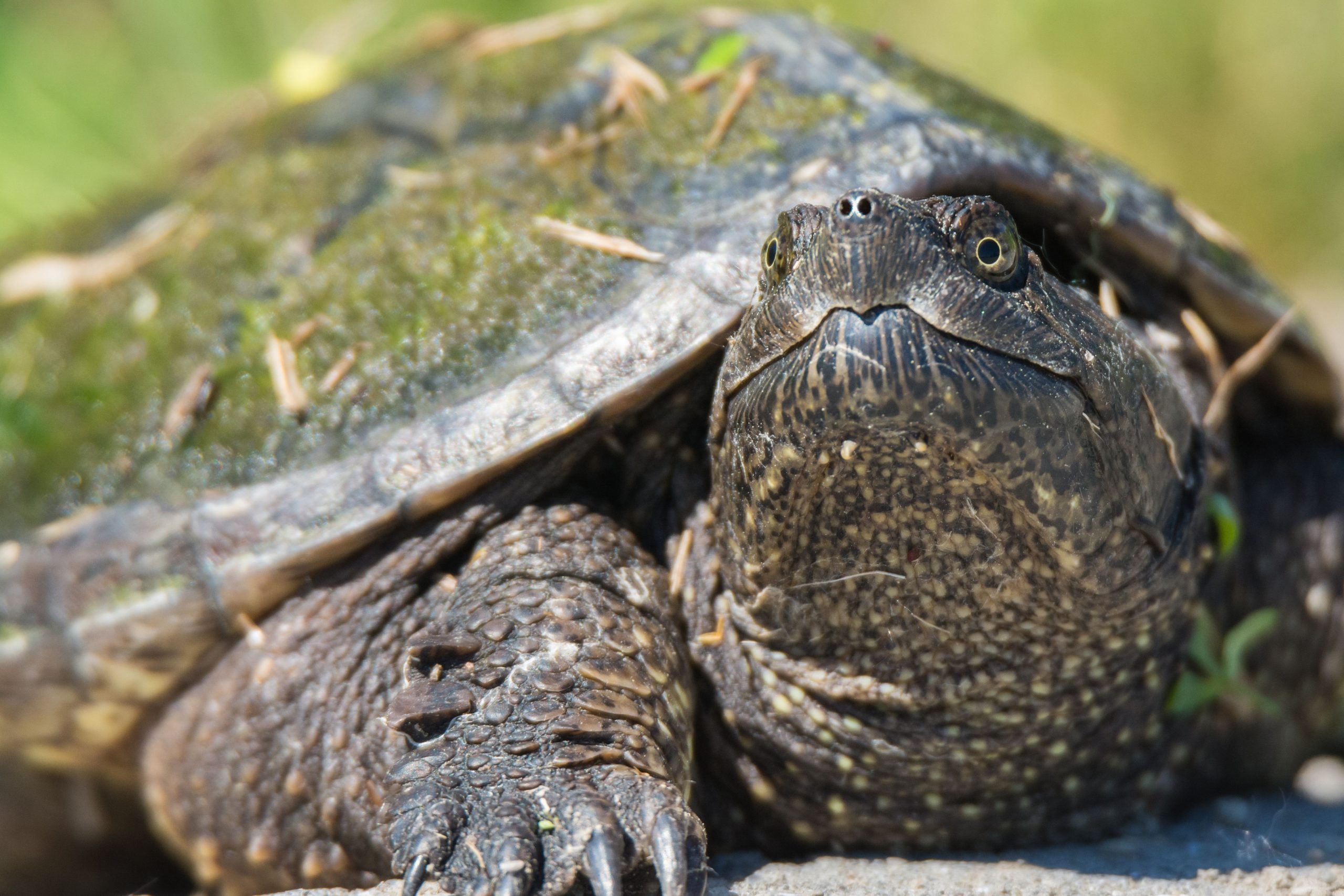 Snapping turtle