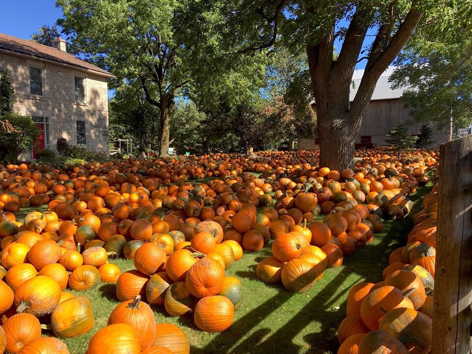 Storm's Farm and Bakery pumpkin harvest