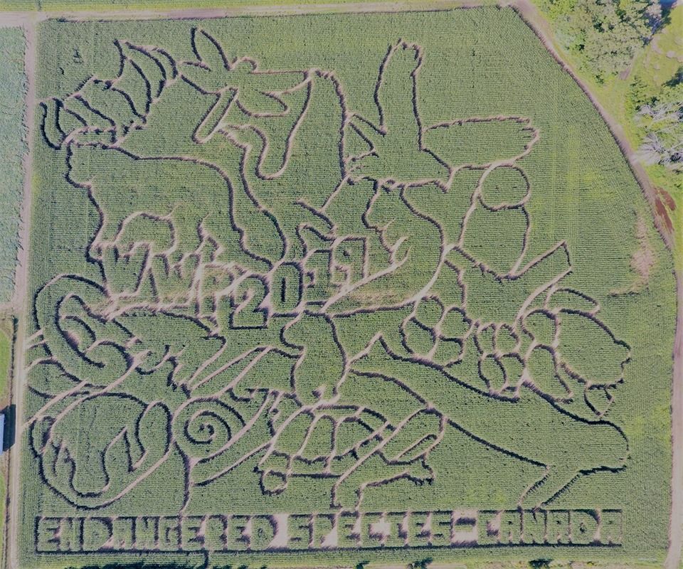 Wagon Wheel corn maze