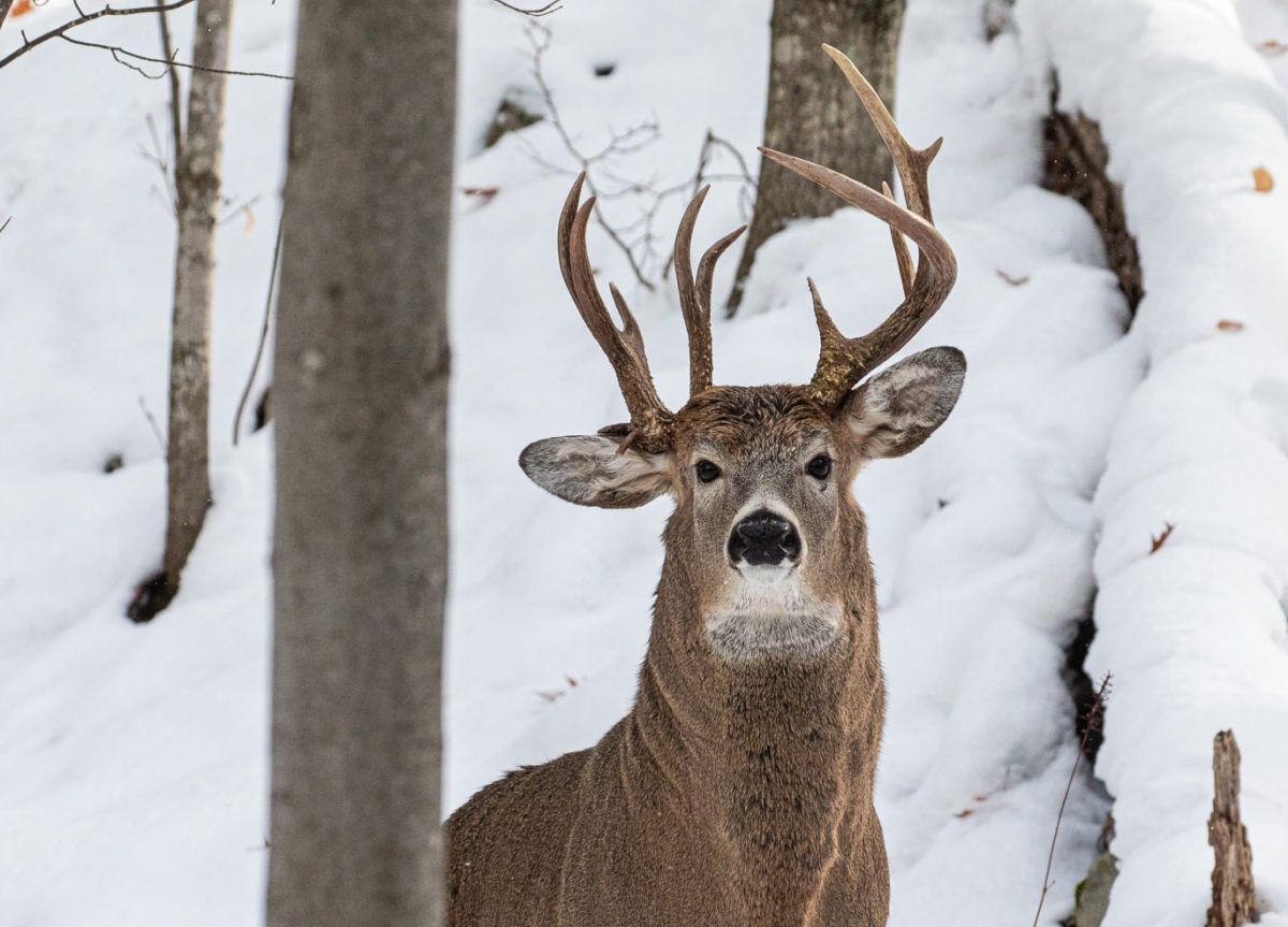 deer with three antlers