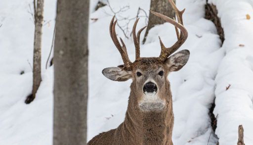 deer with three antlers