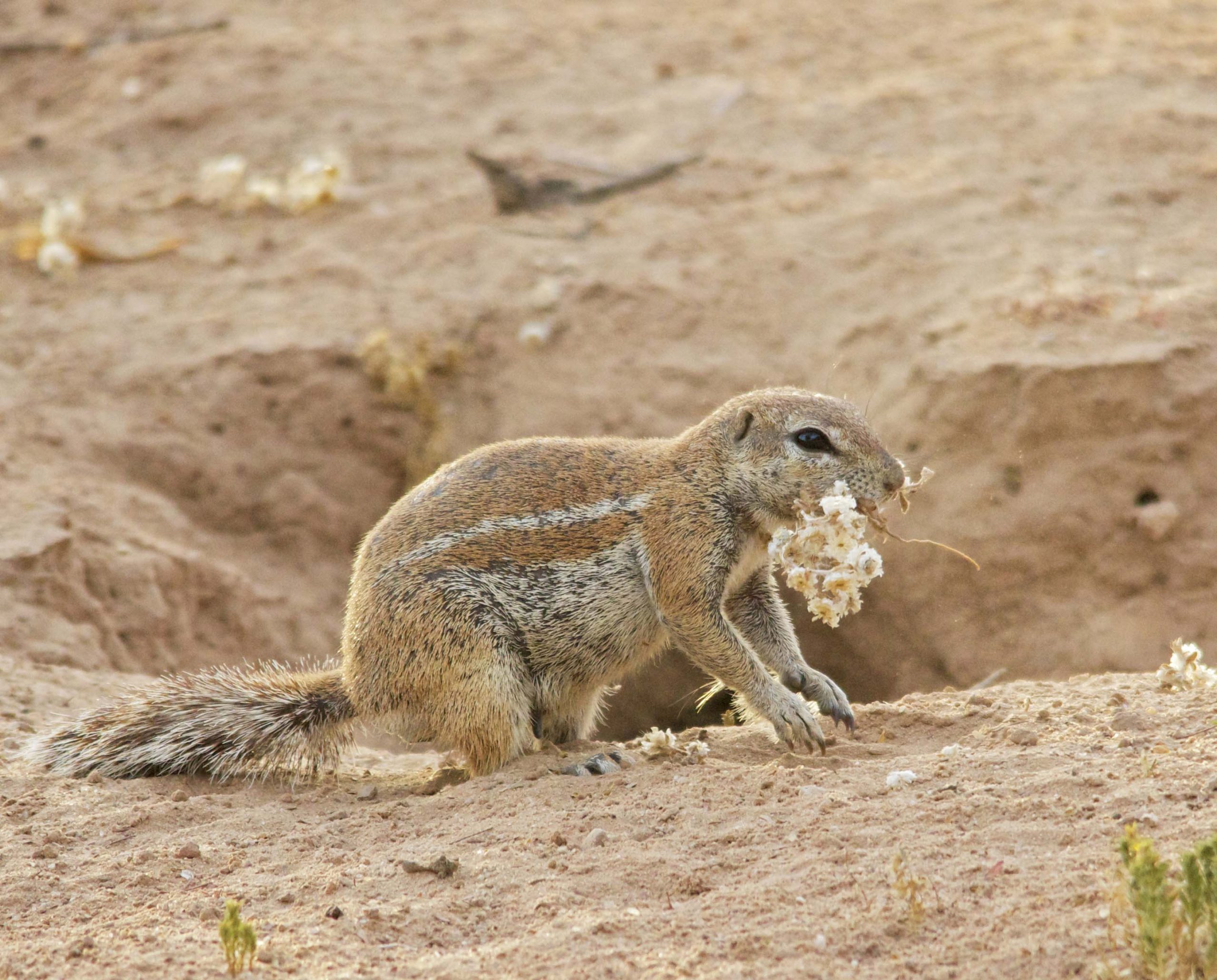 cape squirrel carries flowers