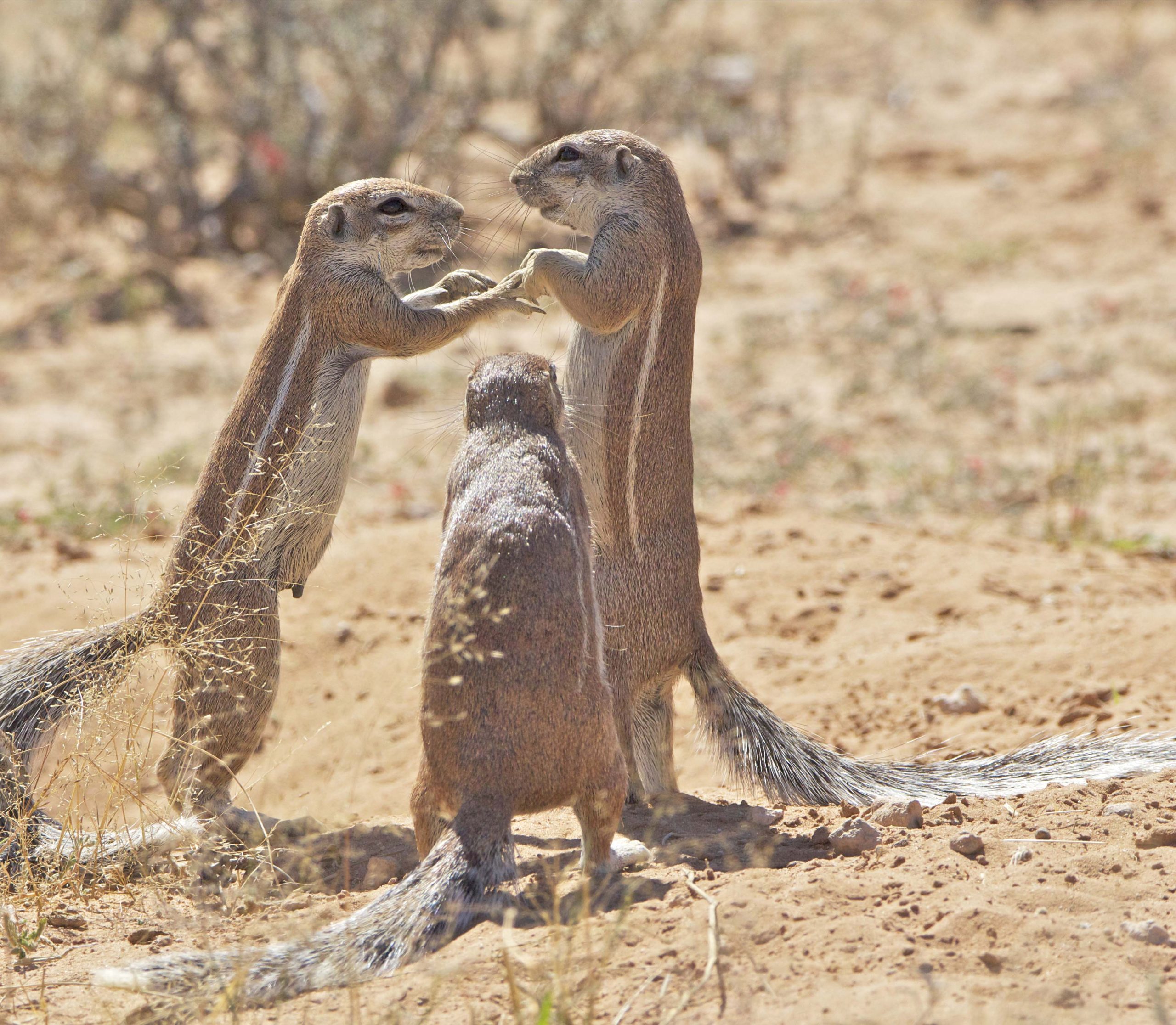 cape squirrel wedding