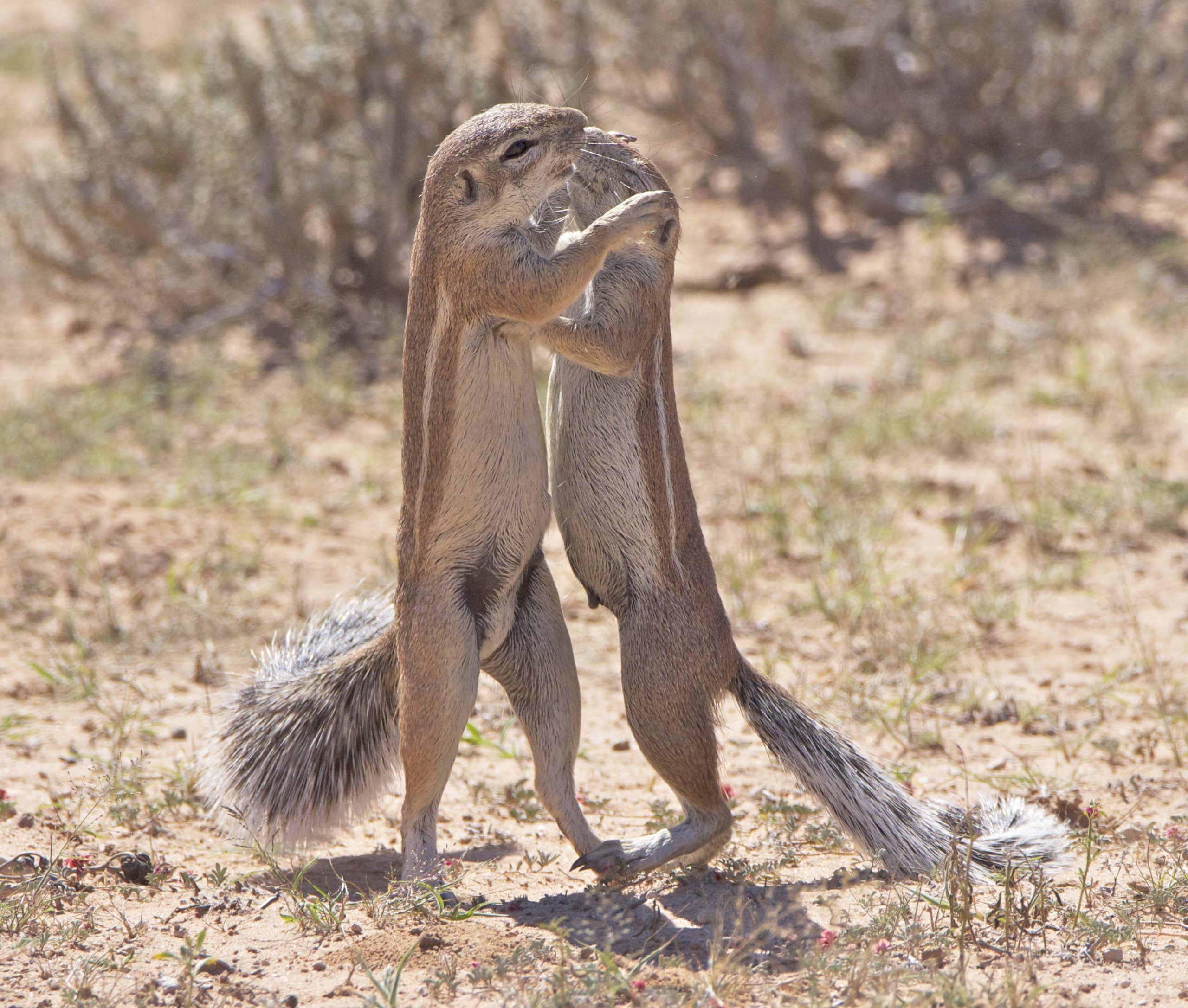 cape squirrels kissing