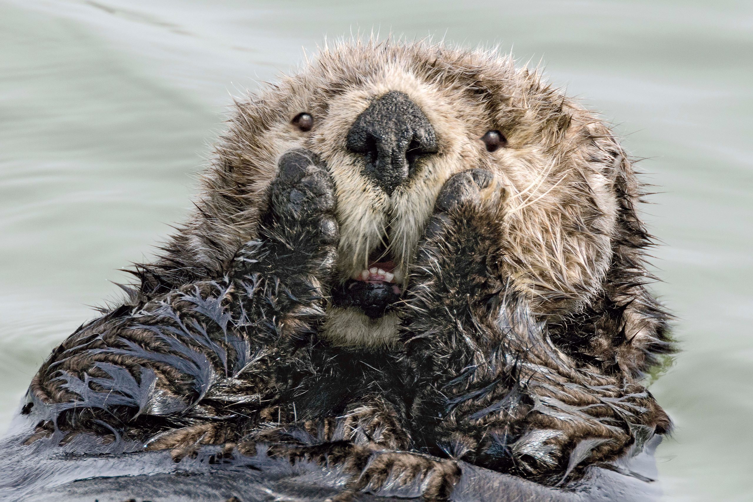Comedy Wildlife Photography Awards