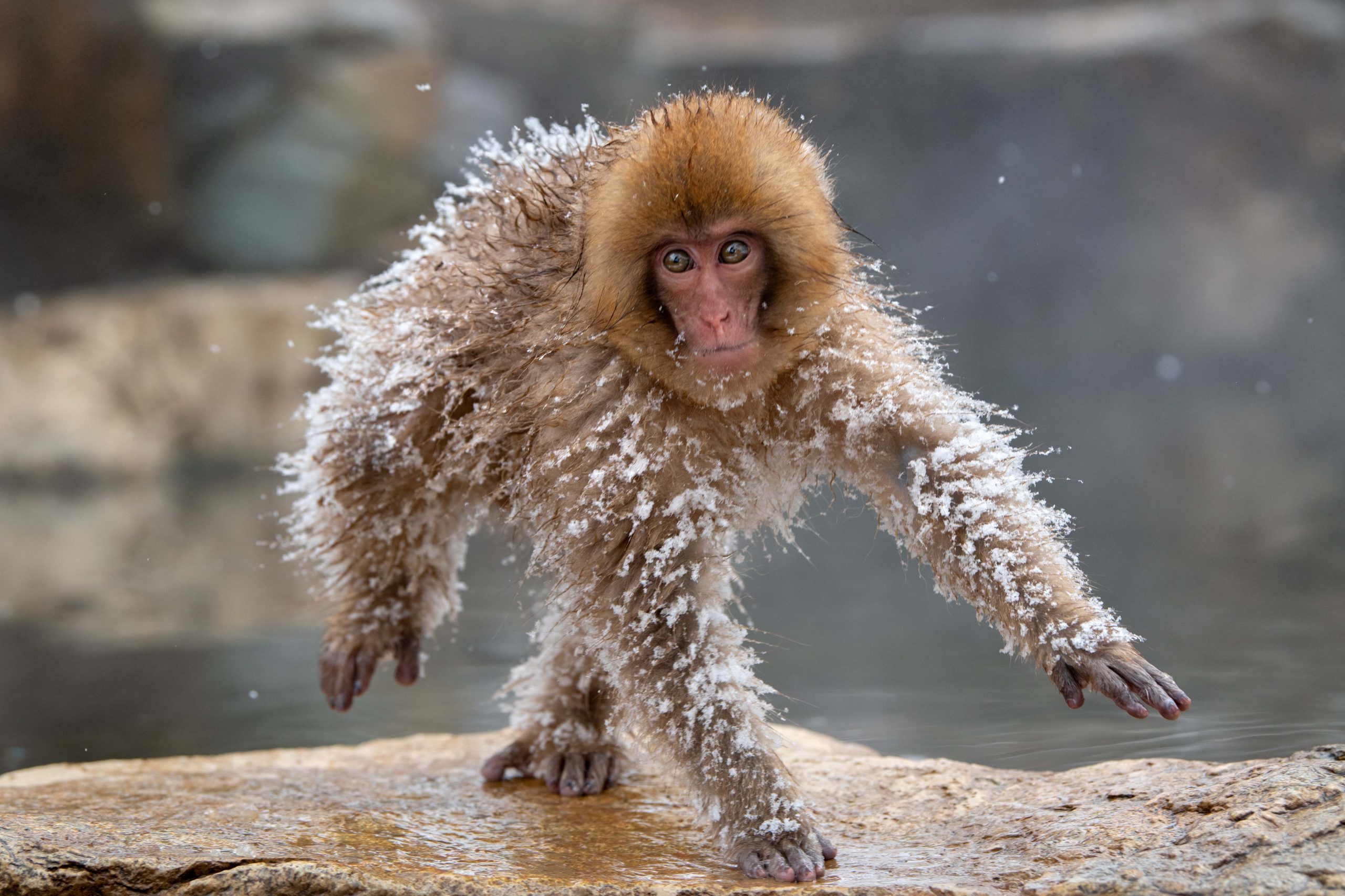 frozen snow monkey