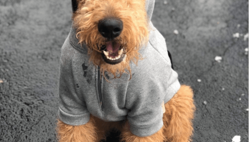 cute cottage dog in a hoodie
