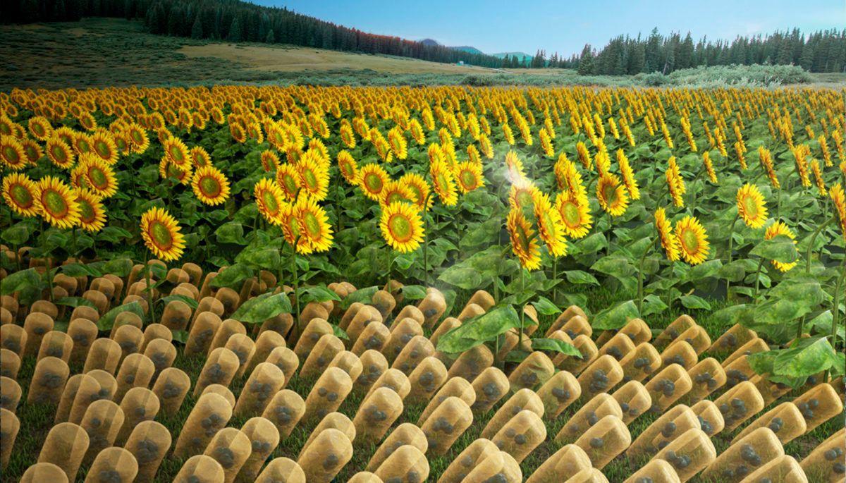 Artist rendition of a field of SunBots with sunflowers in the foreground