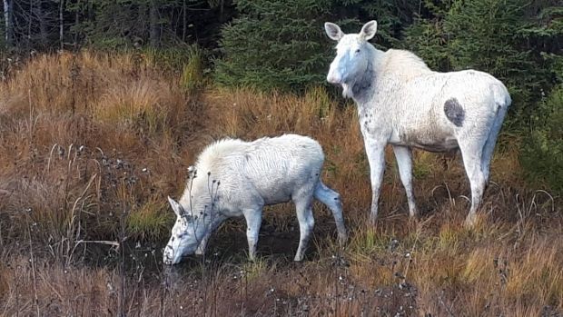 two white moose spotted in northern ontario
