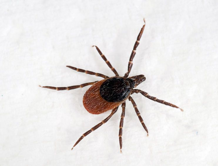 tick in winter